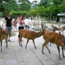 나라사슴공원, 목조건물로 된 동대사(화엄종본산, 세계최대청동좌불상(세계문화유산)) 이미지