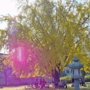 가을...... 경복궁에서 차 한잔 하시면 어떨런지요! 이미지