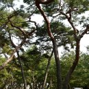 고마 이미지