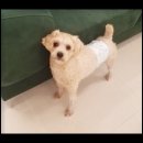 컴투펫 위탁보호센터 서울점 네이버블로그