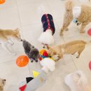 부산애견호텔 강아지유치원 맘바이 사하구점 이미지