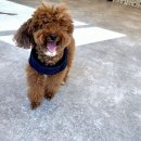 루시드펫 | 화도애견미용 루시드펫 : 푸들 스포팅 미용 후기