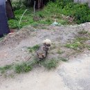 대룡산주유소 이미지