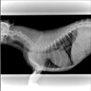 힐링힐스 동물 치과병원 이미지