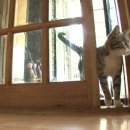 고양이 별 이미지