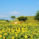 해바라기 이미지