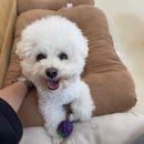 청주애견유치원-옥산 퍼피플랜 솔직후기!