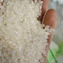 우렁이농법쌀판매 이미지