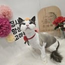 신사숙묘 이미지