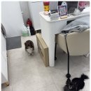 더꼼꼼, 네일&속눈썹 네이버블로그