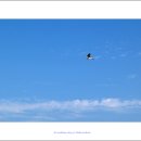 하늘에서 땅끝까지 이미지