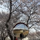갈산리마을회관 | 충남 당진 순성 벚꽃길 벚꽃 명소 축제 끝 개화 상태 갈산리 마을회관