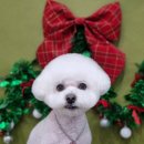 댕댕이펫살롱 이미지