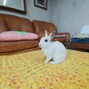 평화마루 이미지