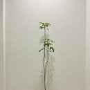 황칠나무집 이미지