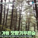 숲속바다풍경 이미지