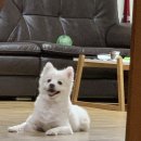 이앤박동물병원 | 노원 이앤박동물병원 중형견(스피츠,8살) 치석제거 비용 및 후기~