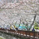 환경생태공원 | [진해] 진해내수면환경생태공원 벚꽃명소 방문 후기