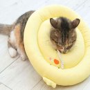 베프컴퍼니 이미지