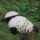 내복곰 과자점