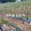녹전식품 네이버블로그
