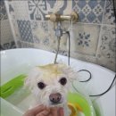 아임그루머 이미지
