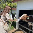가율목장 | 제주 공항 근처 포토존 가볼만한곳 추천 :: 아침 미소 목장