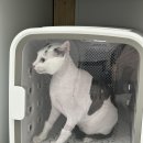함께냥 전주점 | 전주 송천동 함께냥 | 무마취 고양이 미용 / 전주 고양이 미용 추천