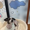 몽글펫살롱 이미지