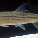 칼리포스 이미지