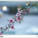 [04.24] 호주매화 [Manuka,Tea tree,Leptospermum scoparium] 이미지