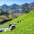 울릉도 알프스 이미지