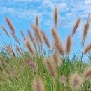 서정적인 이미지