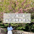 동산우성 | 익산 동산동 겹벚꽃 숨은 명소 위치! 4월 말 지금 꼭 가야 할 핑크빛 꽃길