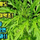 익모초-혈관질환에 특허받은 약초! 약효가 광범위하고 뛰어나다! 간, 심장, 비장,신장을 건강하게 해주는 놀라운 약초 조회수 4.8만회 이미지