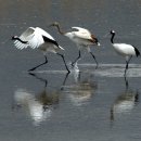 두루미202 이미지