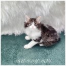 버디독 강아지분양 고양이분양 안심분양센터 인천점 이미지