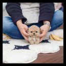 유앤미펫 강아지분양 고양이분양 위례점 이미지