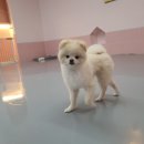 딩굴댕굴 애견호텔 유치원 이미지