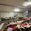 늘푸른꽃직판장 | [W.03] 제주 웨딩스냅 셀프부케 만들기🌼 / 모니카생화직판장 에서 꽃 사서 직접 준비한 후기