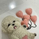 펫티시에 이미지