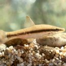 진동 계곡 민박 이미지