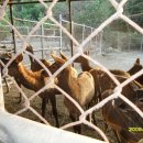 주신목장 이미지