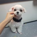 몽발소 이미지