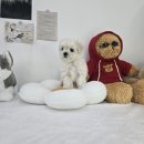 살랑메디 | 하남강아지무료분양 말티즈 새로운설렘
