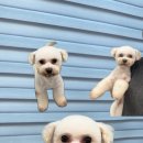 발렌티몽 이미지