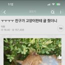 고양이 귤 먹어도 돼?????? 이미지