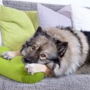 일산 클래식 동물병원 이미지