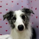 이츠펫 살롱 이미지