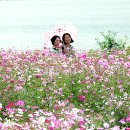 코스모스여화 이미지